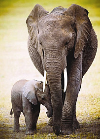 Slon a slůně