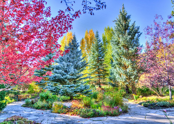 Colorful Forest, Colorado, USA