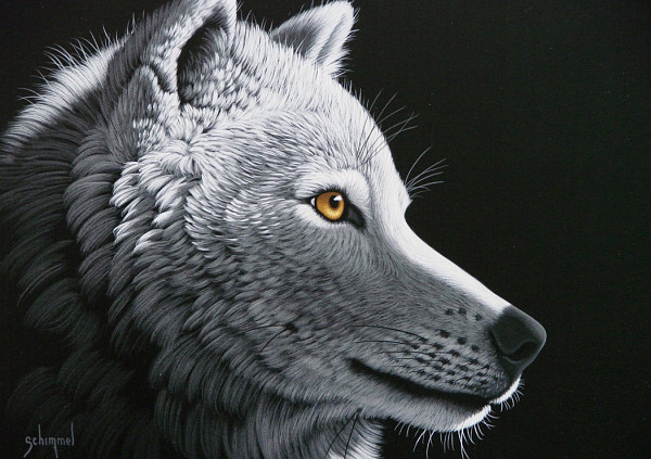 Schim Schimmel -Osvícený vlk