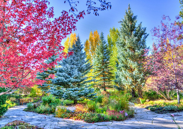 Colorful Forest, Colorado, USA