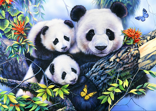 Panda Family