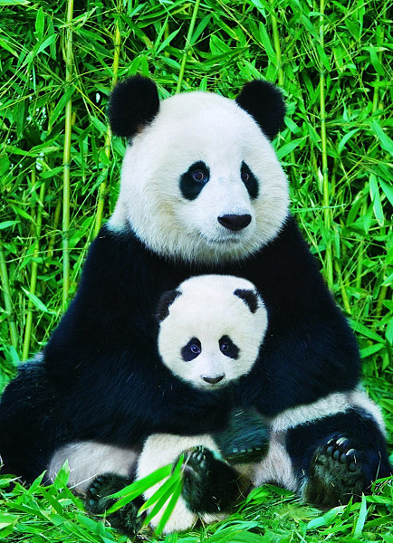 The Panda family