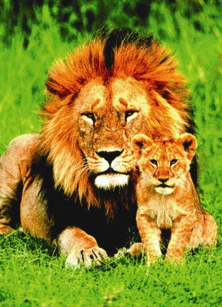 Puzzle Lev s mládětem