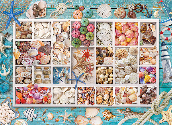 Seashell Collection